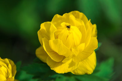 flowering plant