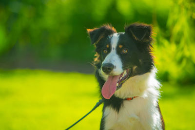 Close-up of a dog looking away