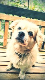 Close-up portrait of dog looking away