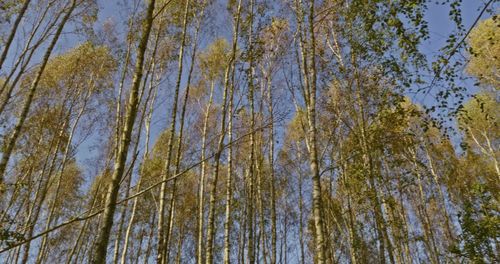 Low angle view of trees in forest against sky