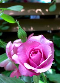 Close-up of flower blooming outdoors