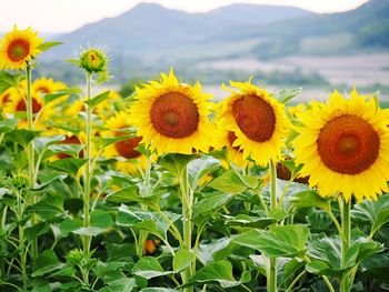 Sunflowers blooming on field against sky