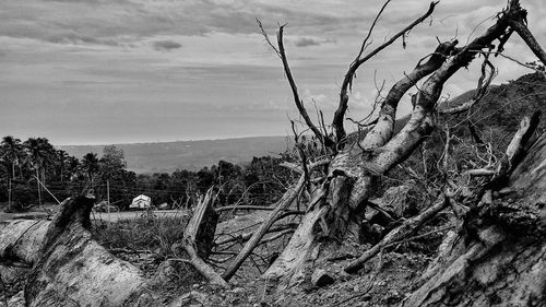 Trees on landscape against sky