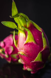 Close-up of pink rose flower over black background
