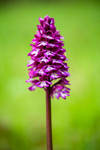 Close-up of purple flower