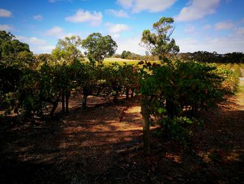 View of vineyard against sky