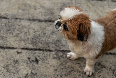 High angle view of a dog