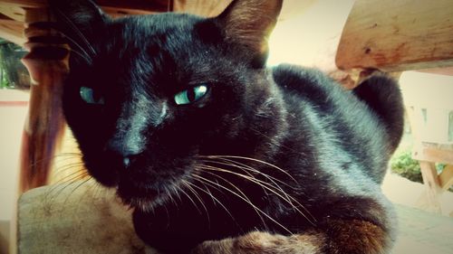 Close-up portrait of cat