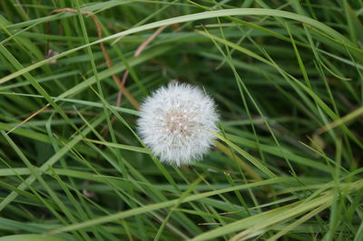 Close-up of dandelion on grass