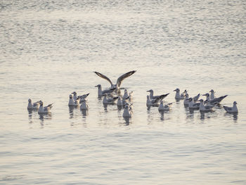 A group of seagulls floating in the middle of bang pu sea, samut prakan, thailand
