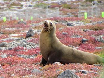 Close-up of sea lion