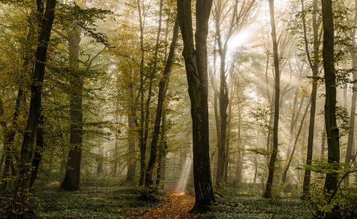 Beautiful nature in romania