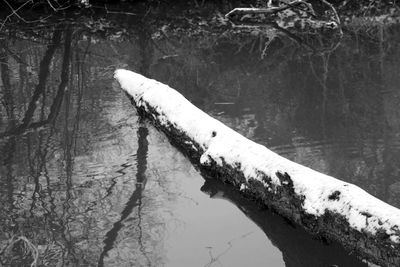 Close-up of tree by lake