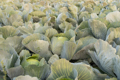 Cabbage field in the cabbage growing