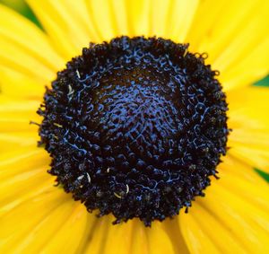 Macro shot of sunflower