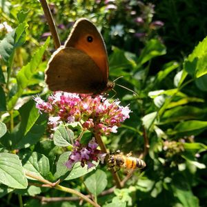 Close-up of butterfly perching on flower