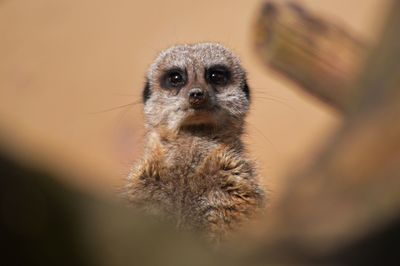 Close-up portrait of meerkat