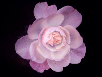 Close-up of rose over black background