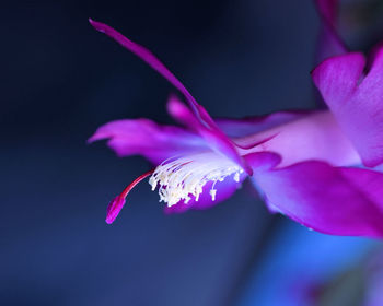 Close-up of pink rose flower