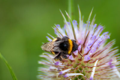 Close-up of bee pollinating on purple flower