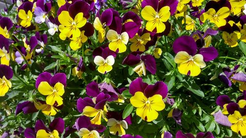 Full frame of yellow flowers