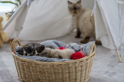 Cute persian kittens and mother are living together in white room