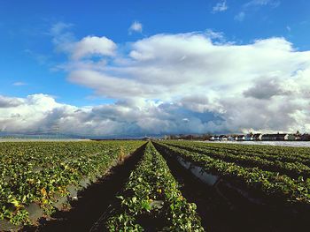 Scenic view of agricultural field against sky