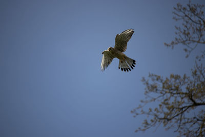 Low angle view of eagle flying against clear sky