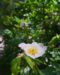 Close-up of white flower blooming on tree