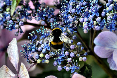 Close-up of bee on purple flowers