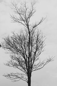 Low angle view of bare tree against sky