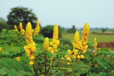 Close-up of yellow flowering plant on field against sky