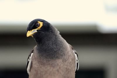 Close-up of a bird