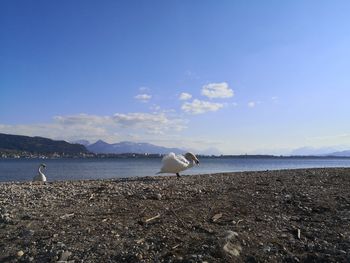 Swan on beach against sky