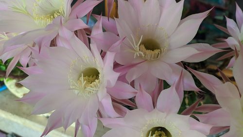 High angle view of pink flowering plant