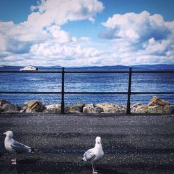 Seagull flying over the sea