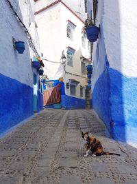 Portrait of cat on wall
