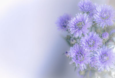 Close-up of purple flowering plant