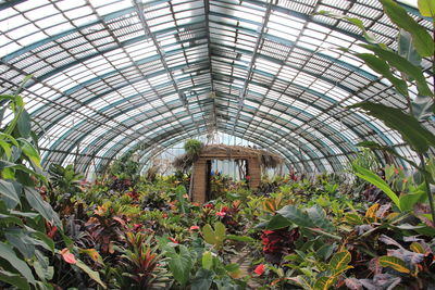 Plants in greenhouse