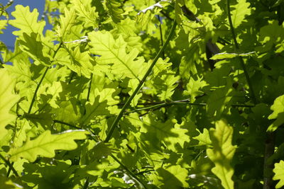 Full frame shot of leaves