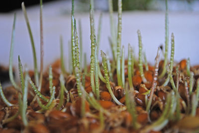 Close-up of plant against blurred background