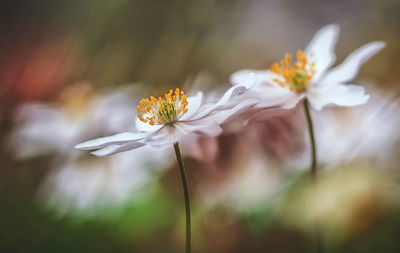 Close-up of white flowers blooming outdoors