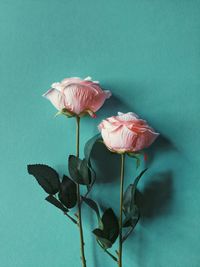 Close-up of pink rose against blue background