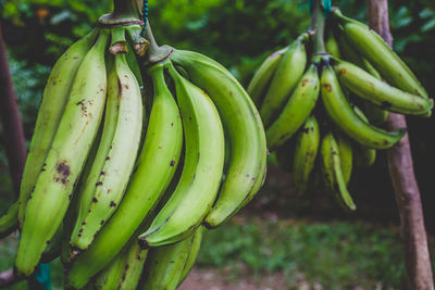 Close-up of bananas growing on tree