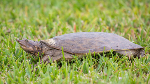 Florida softshell turtle on green grass, apalone ferox, florida