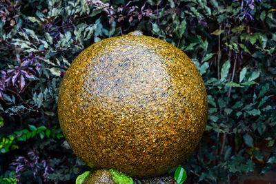 High angle view of fruit