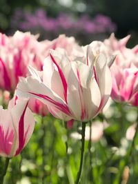 Close-up of pink flowering plant