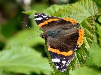 Close-up of butterfly on plant outdoors