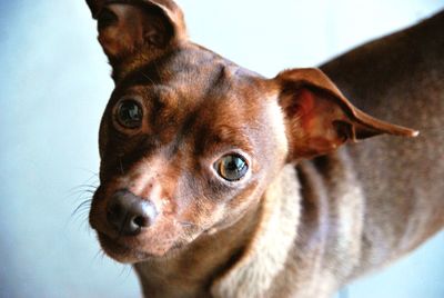 Close-up portrait of dog