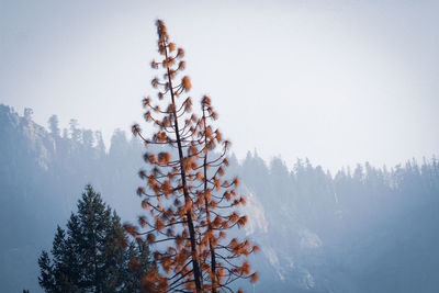Pine trees against sky during winter